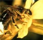 Beneficial Insects