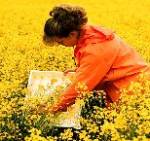 Pest Sampling Methods