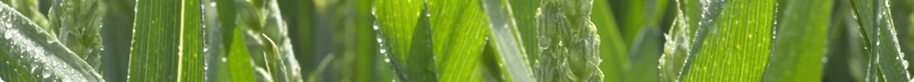 Very close up shot of wheat crop ears in field